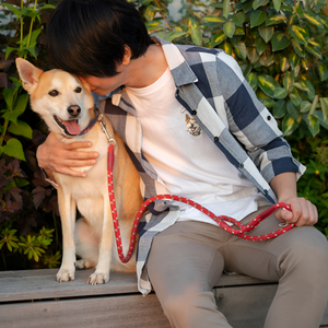 Why Leashes and Collars Matter for Your Pet’s Safety