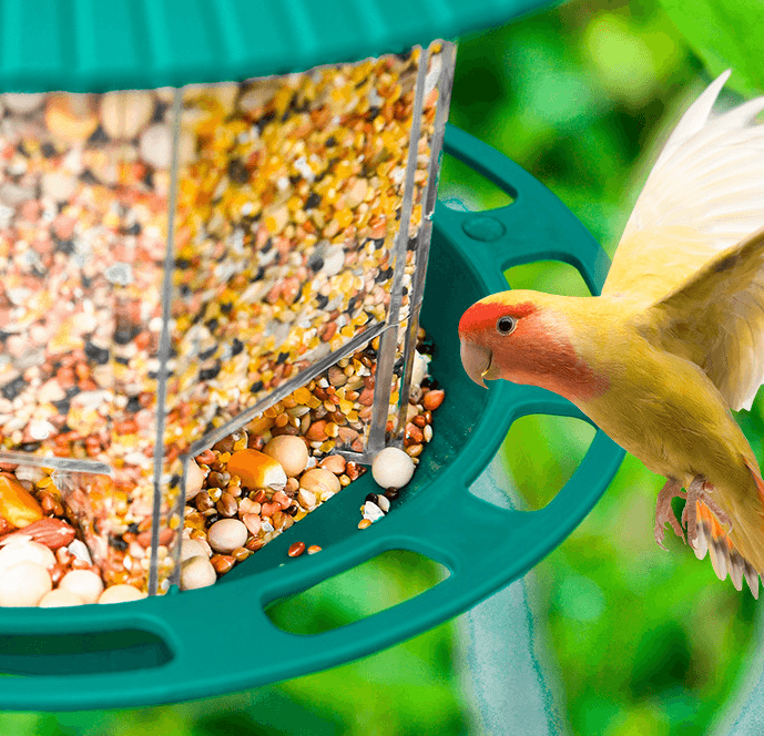 Transparent Hanging Bird Feeder