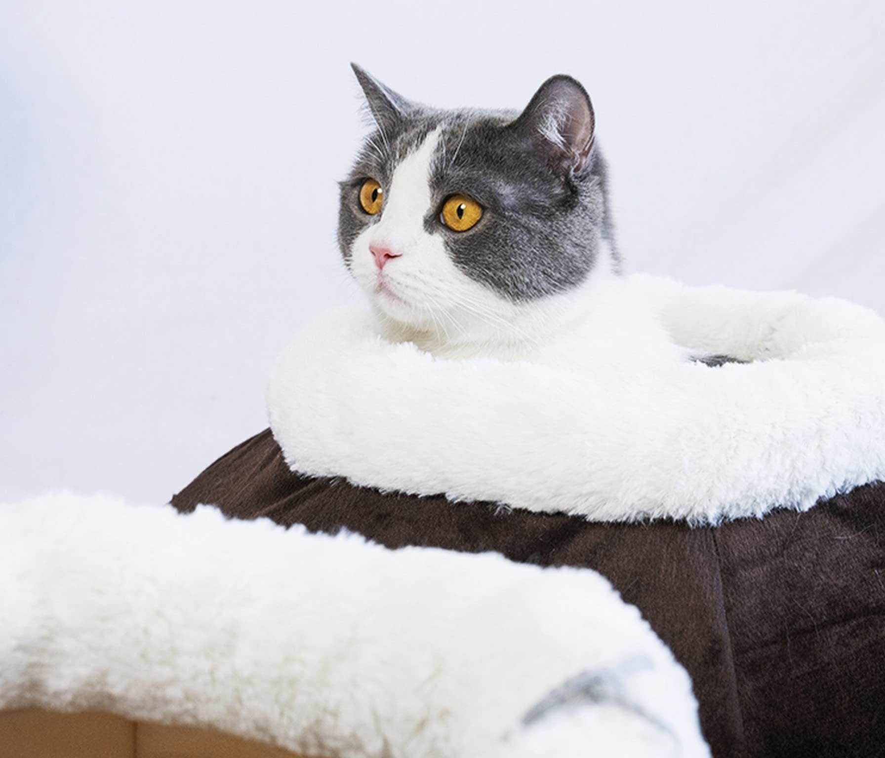 Cat Beds for Indoor Cats
