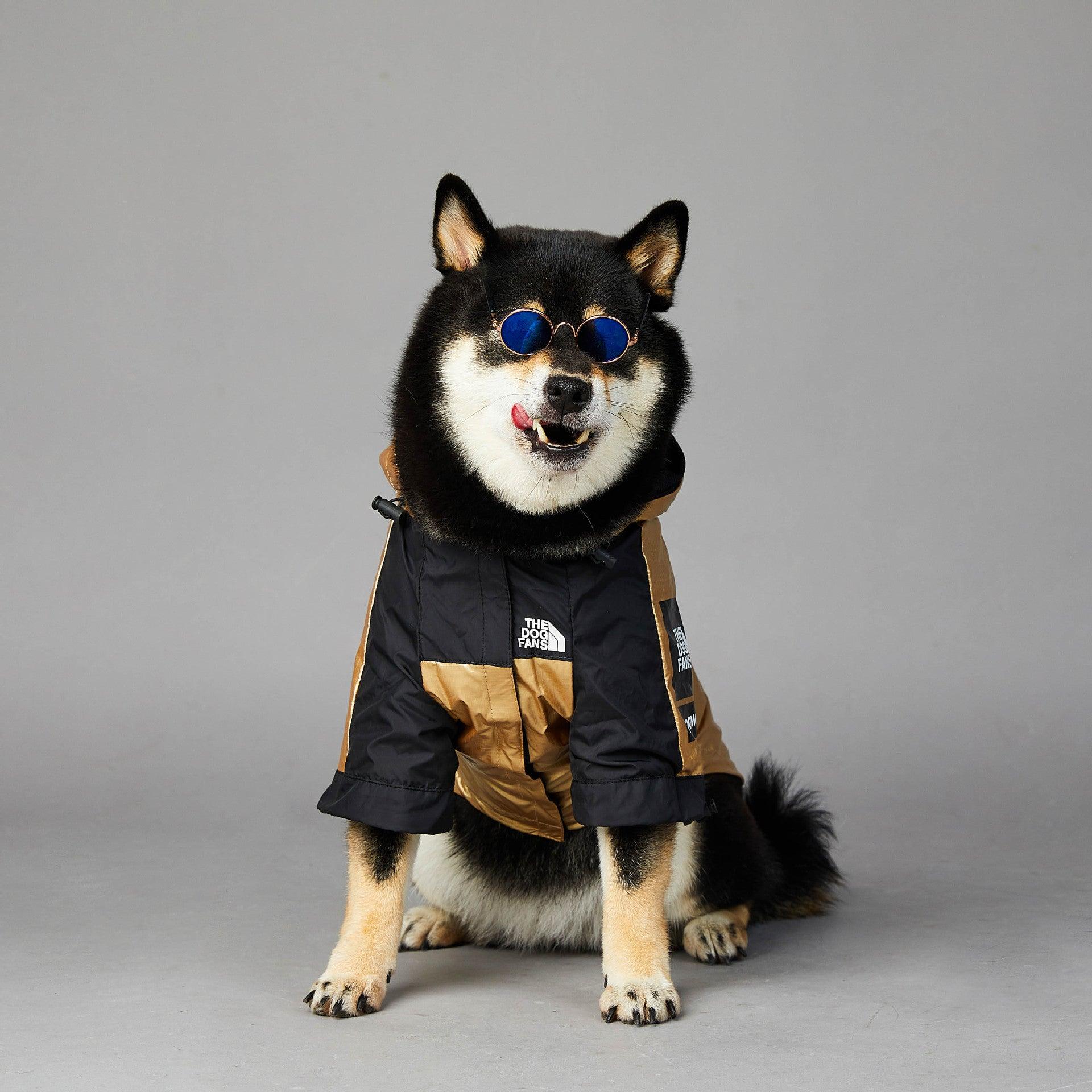 Golden Dog Raincoat