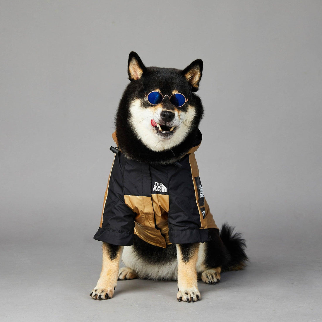Golden Dog Raincoat