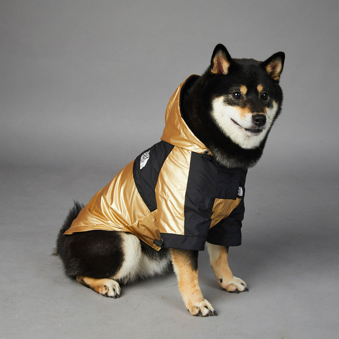 Golden Dog Raincoat
