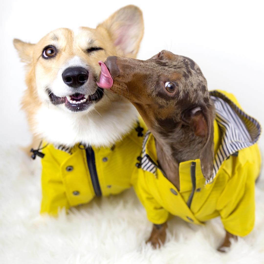 Classic British Style Dog Raincoat