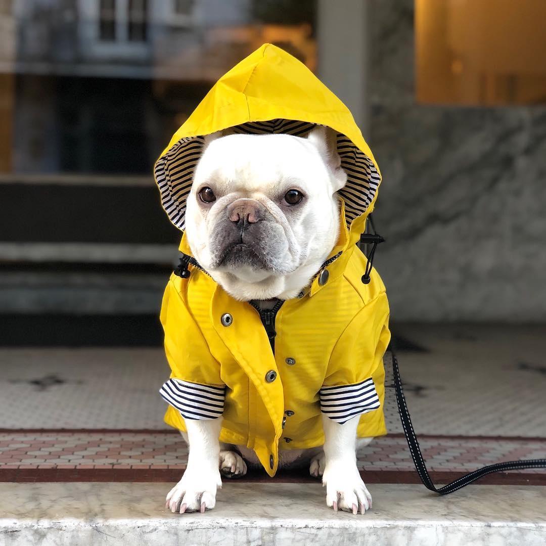 Classic British Style Dog Raincoat