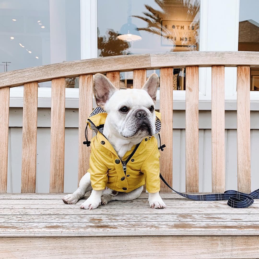 Classic British Style Dog Raincoat