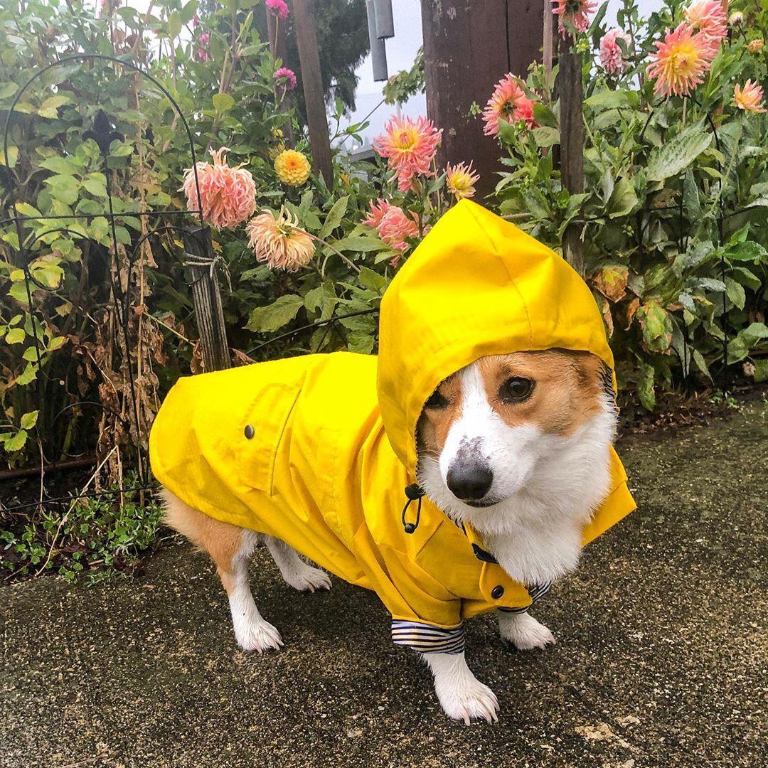 Classic British Style Dog Raincoat