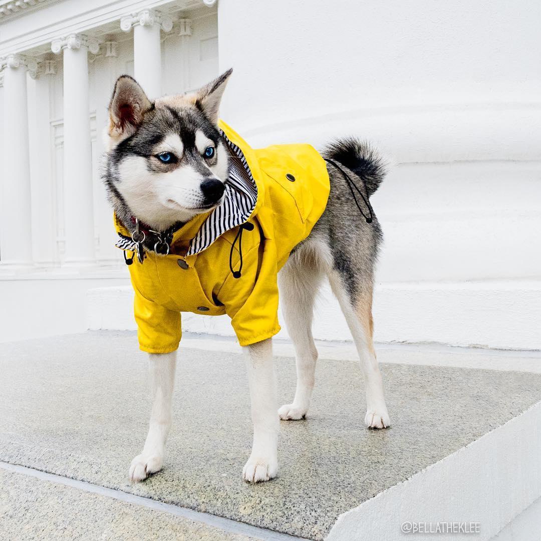 Classic British Style Dog Raincoat