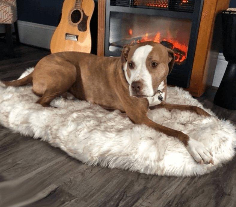 Cozycanine Plush Dog Bed